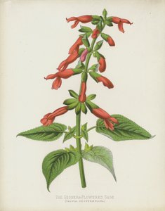 A Gesnera-virágú zsálya, Salvia Gesneraeflora alkotó: English School